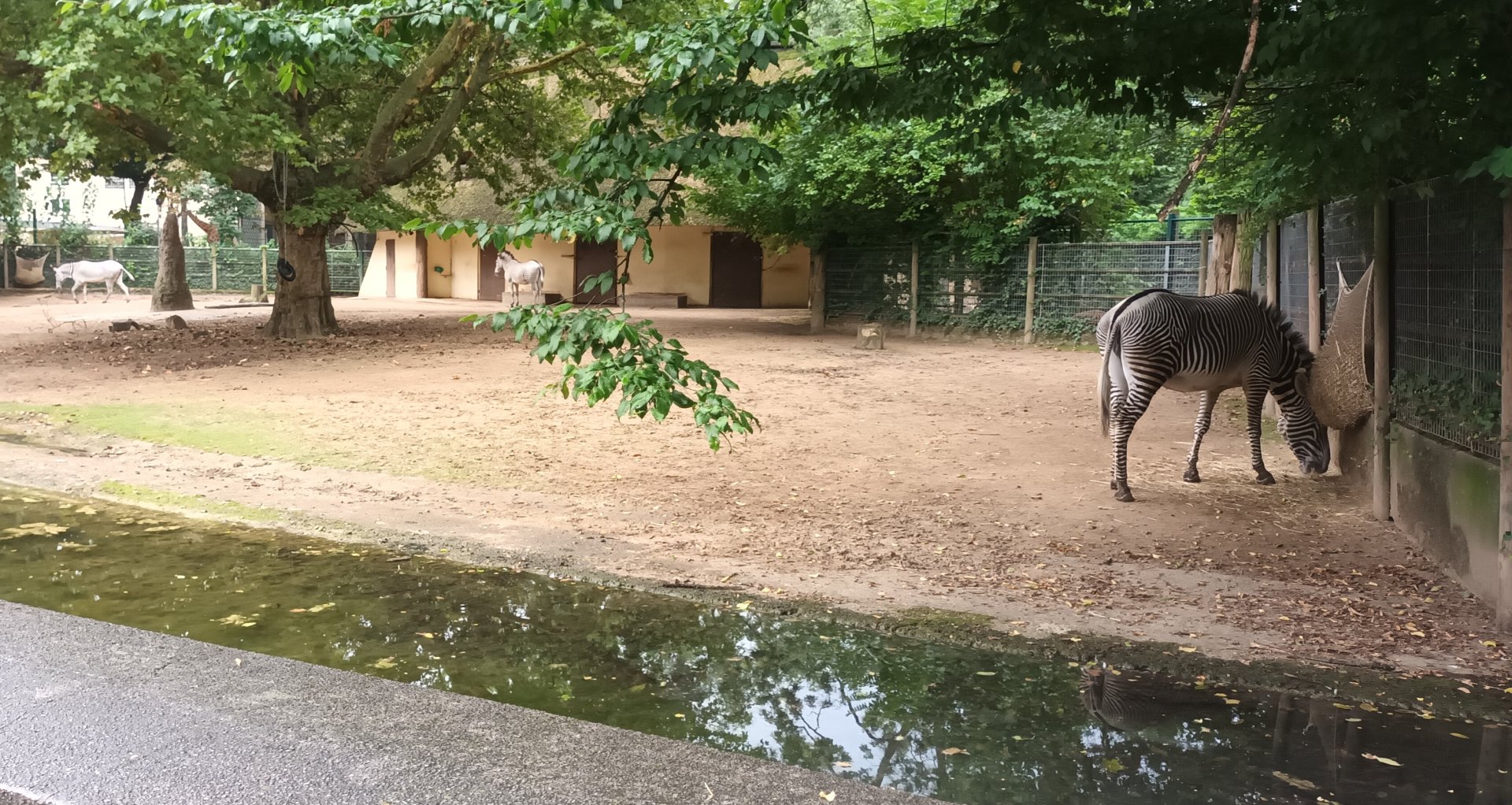 Grevys Zebra Enclosure