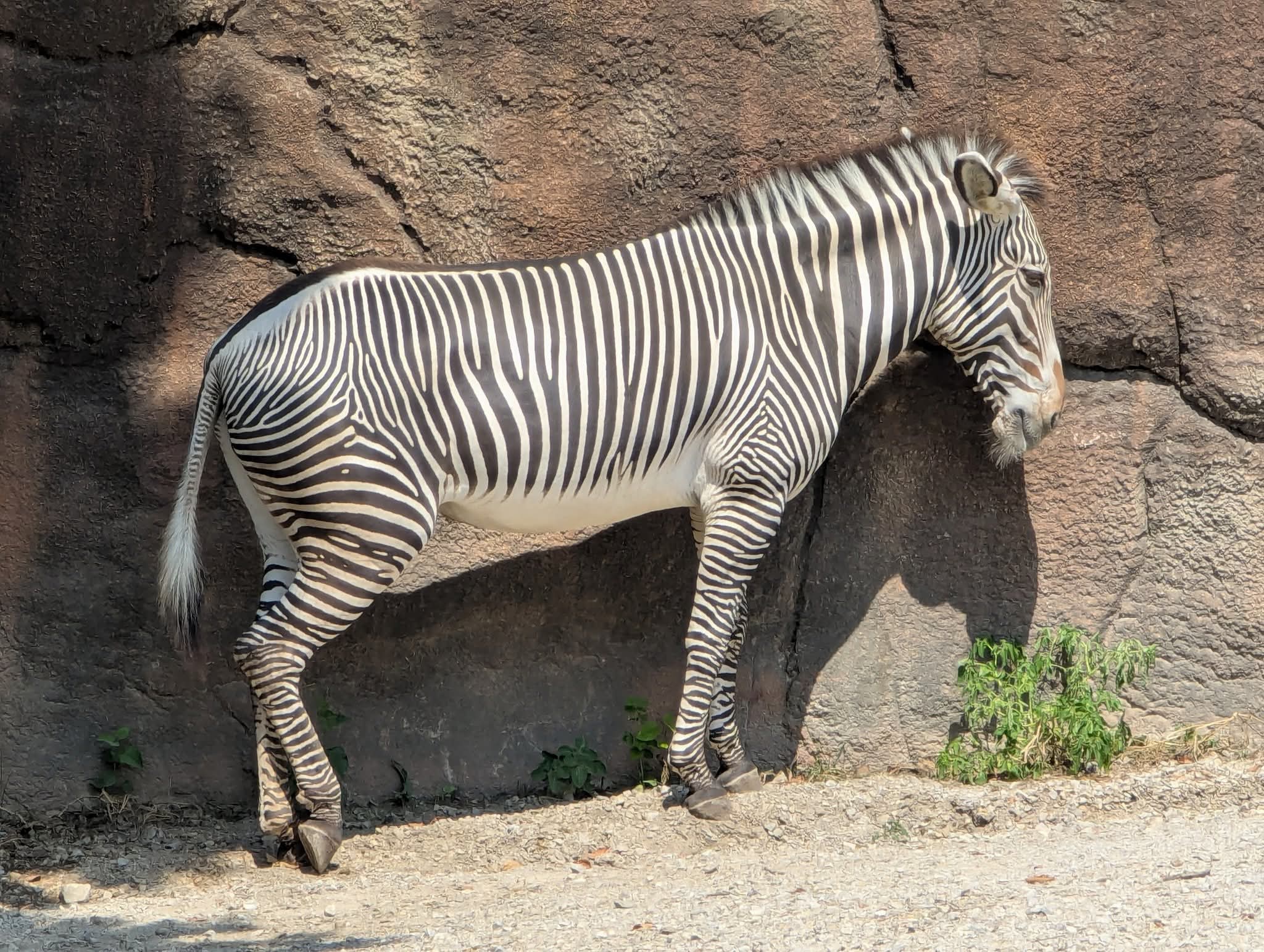 Grevy's zebra (Equis grevyi)