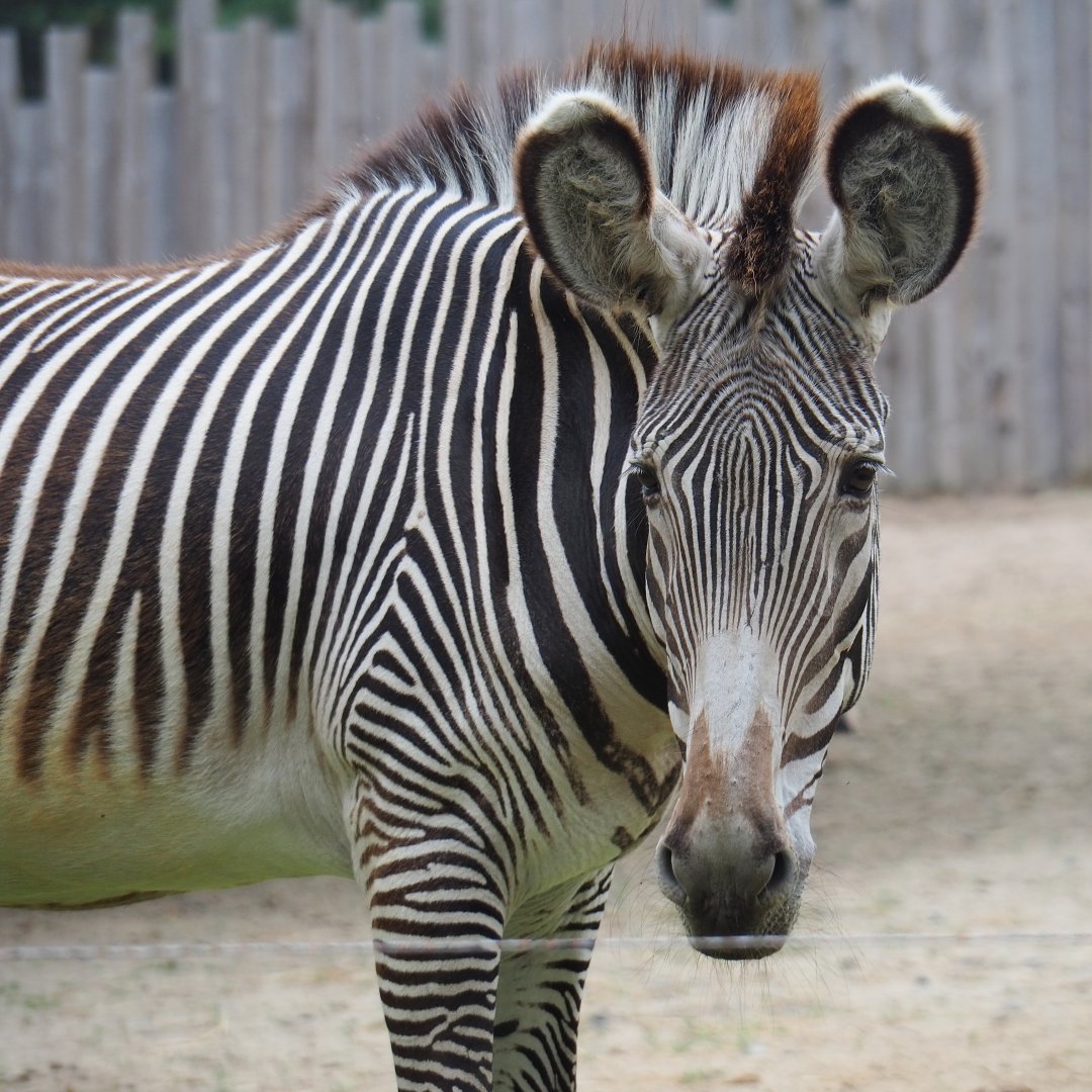 Grévy's zebra (Equus grevyi), 2019-06-26