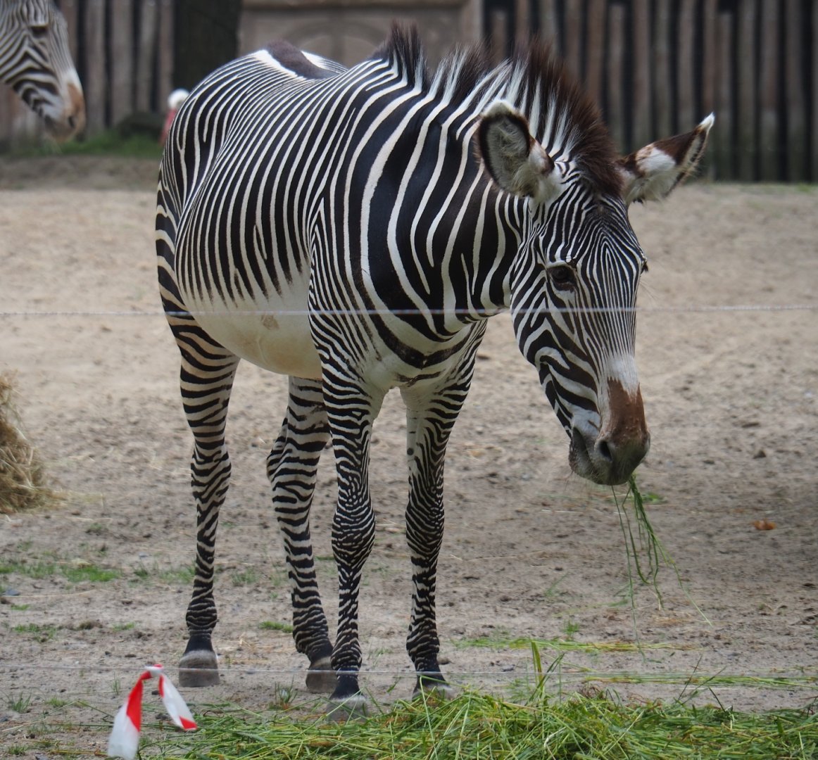 Grévy's zebra (Equus grevyi), 2019-06-26
