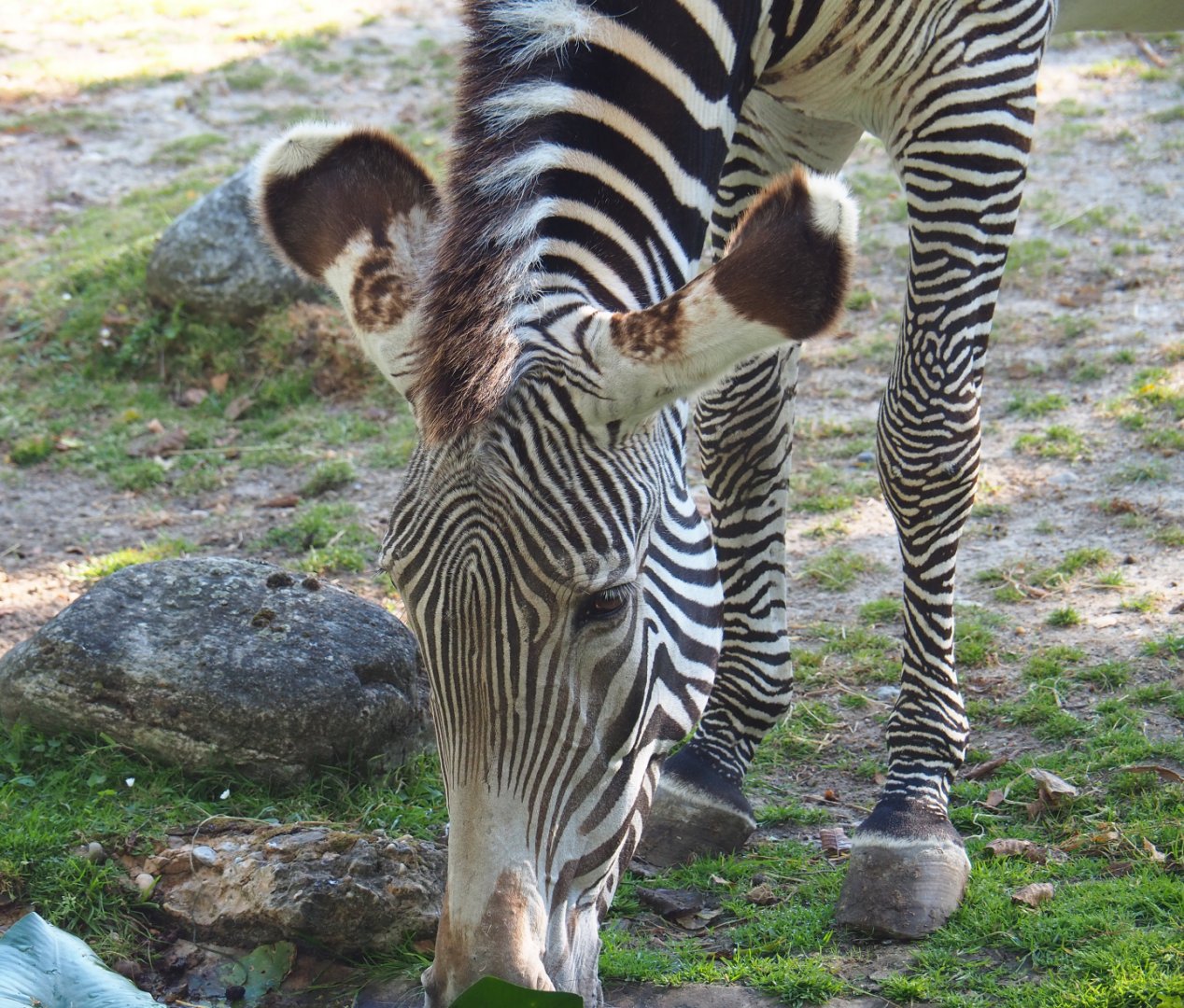Grévy's zebra (Equus grevyi), 2019-07-23