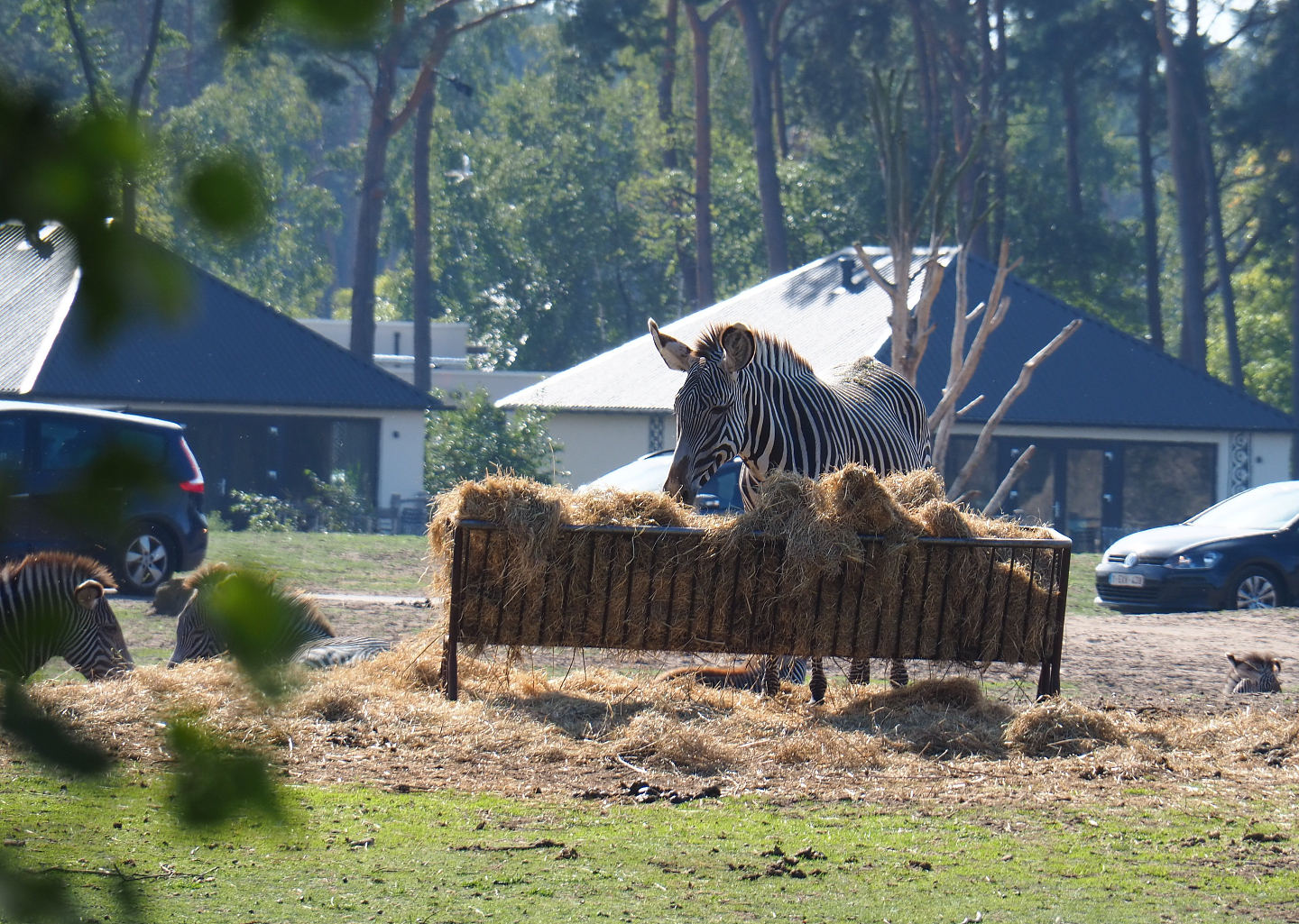 Grévy's zebra (Equus grevyi), 2019-09-15