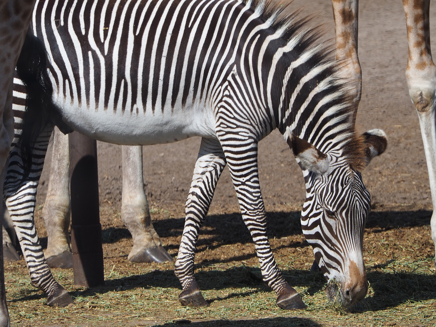 Grévy's zebra (Equus grevyi), 2019-09-15