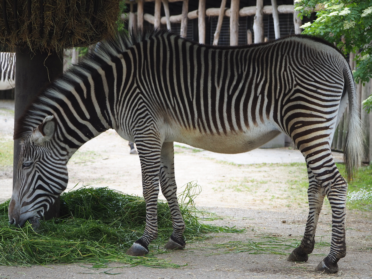 Grévy's zebra (Equus grevyi), 2020-05-23