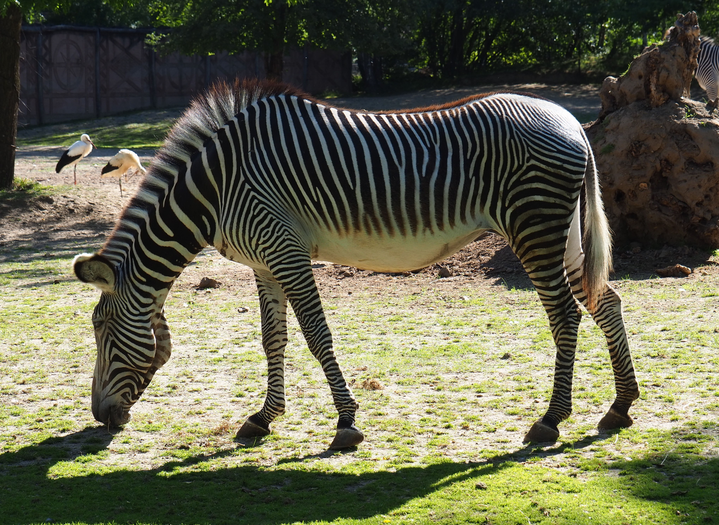 Grévy's zebra (Equus grevyi), 2020-07-21