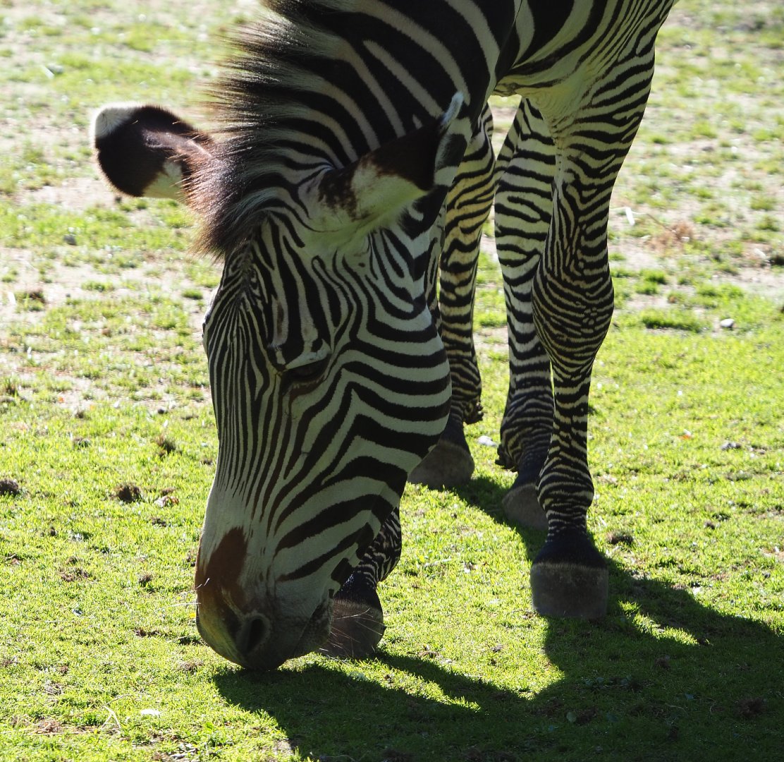 Grévy's zebra (Equus grevyi), 2020-07-21