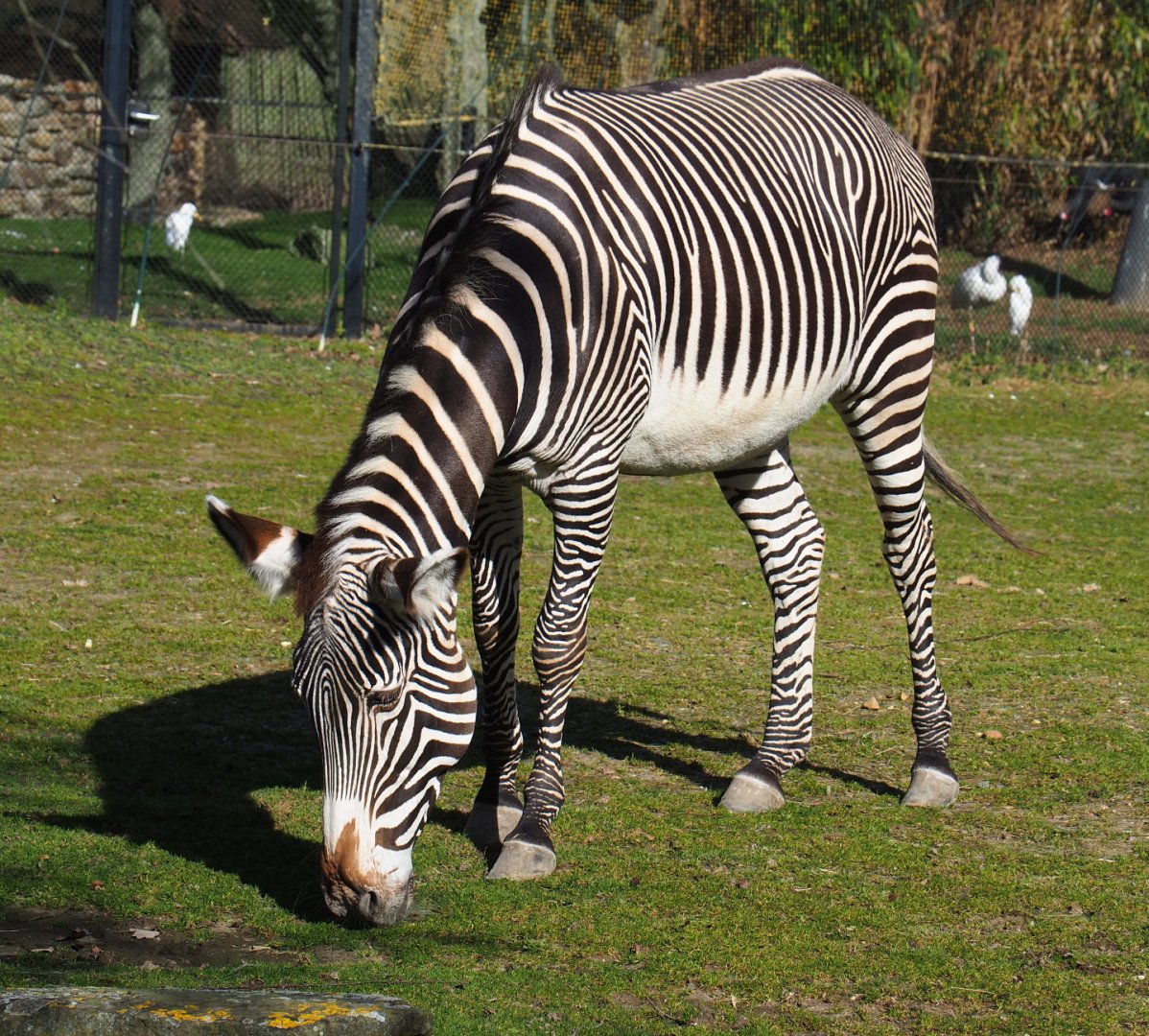 Grévy's zebra (Equus grevyi), 2021-02-23