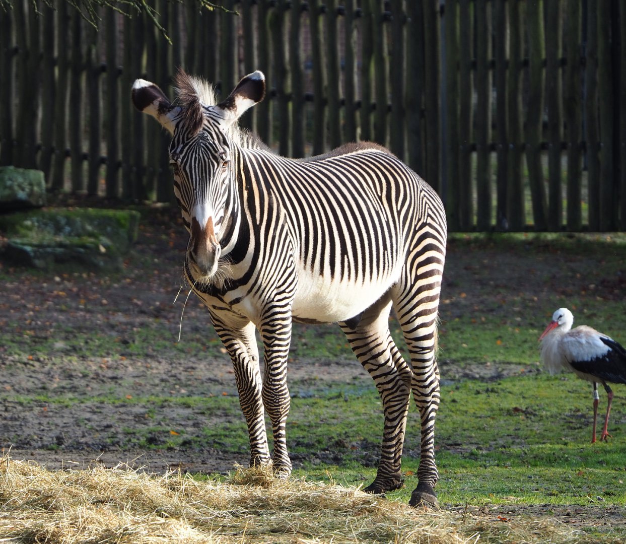 Grévy's zebra (Equus grevyi), 2021-11-23