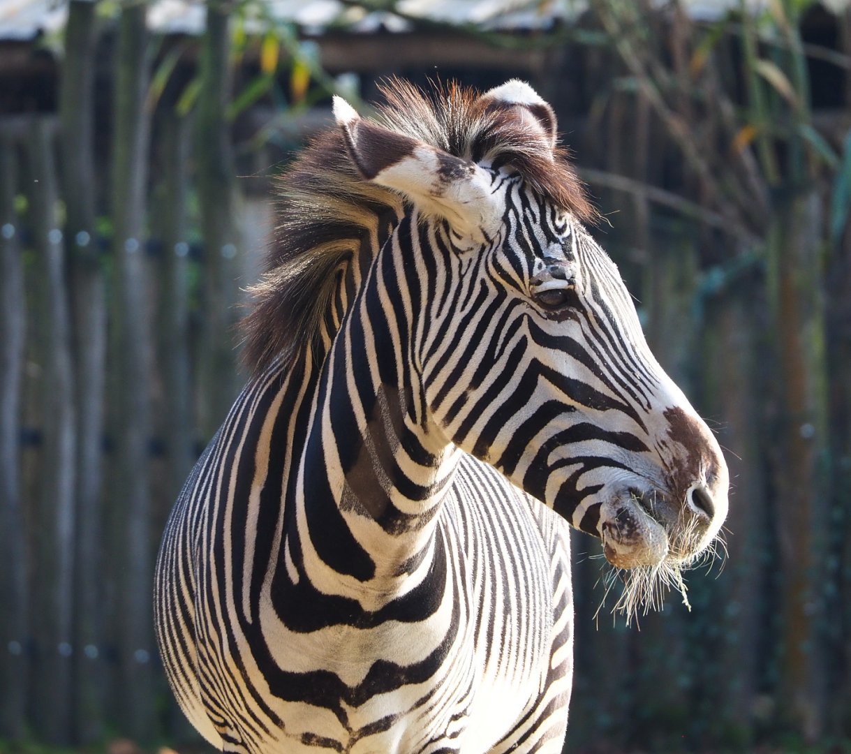 Grévy's zebra (Equus grevyi), 2021-11-23