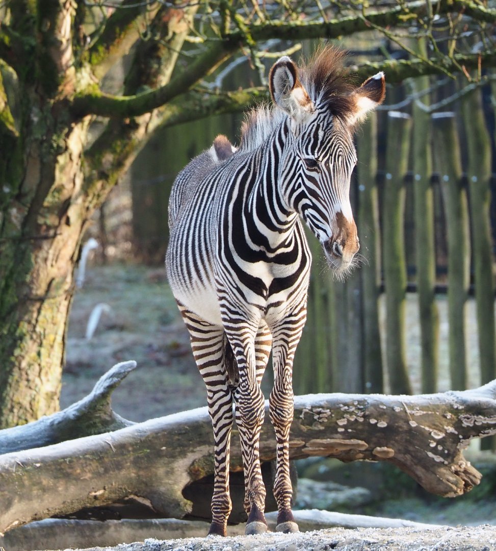 Grevy's zebra (Equus grevyi), 2021-12-22
