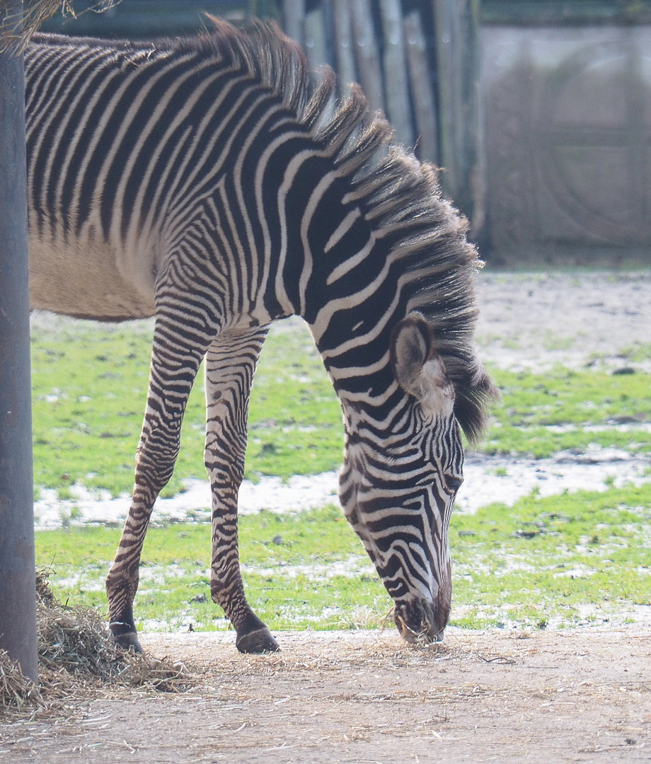 Grévy's zebra (Equus grevyi), 2022-01-02