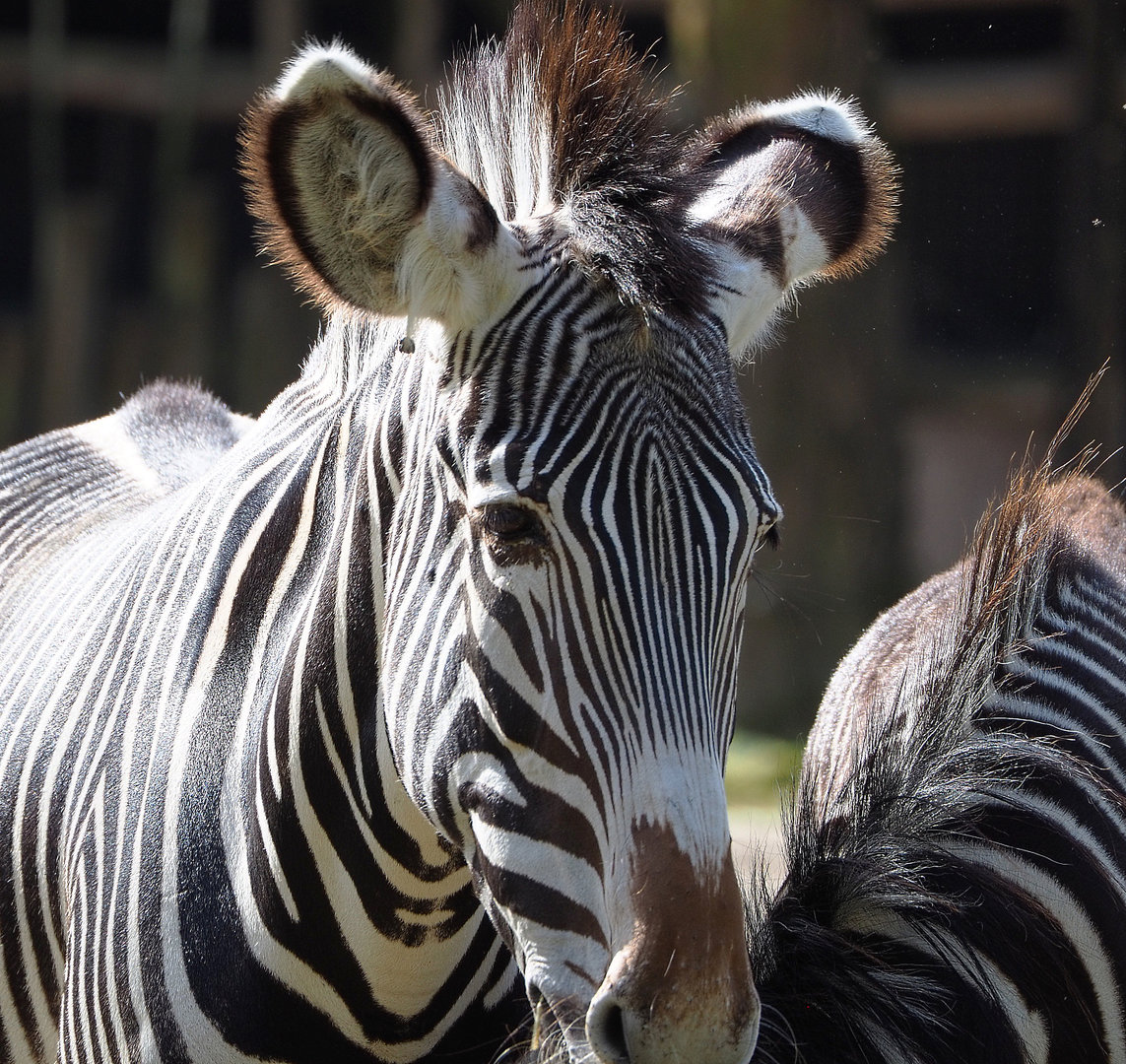 Grevy's zebra (Equus grevyi), 2022-04-12