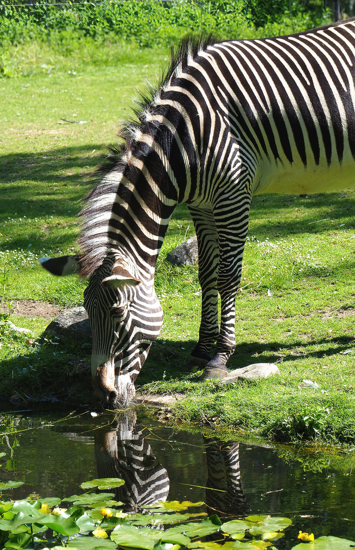Grevy's zebra (Equus grevyi), 2022-07-03