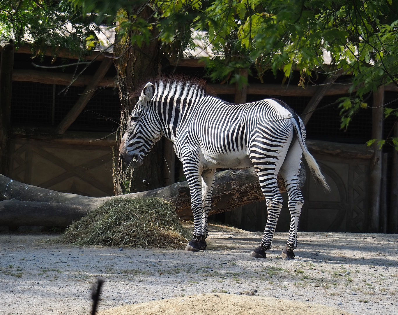 Grévy's zebra (Equus grevyi), 2022-07-16