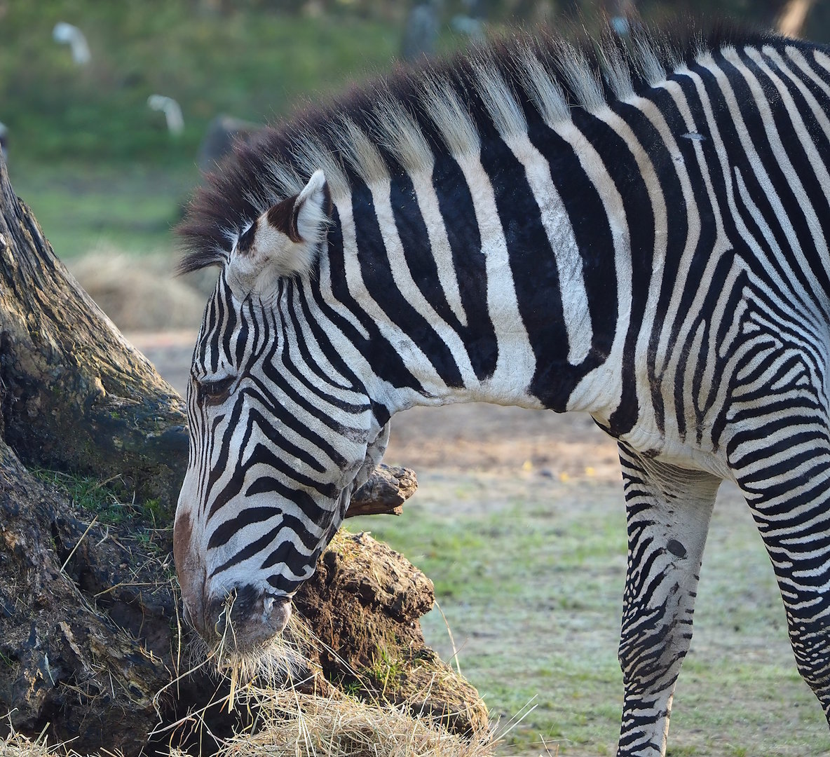 Grévy's zebra (Equus grevyi), 2022-11-12