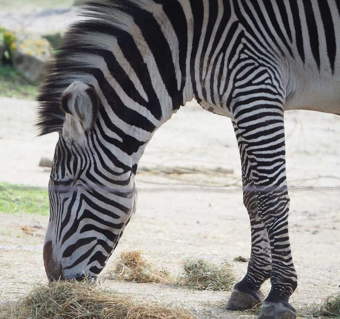 Grévy's zebra (Equus grevyi), 2023-03-28