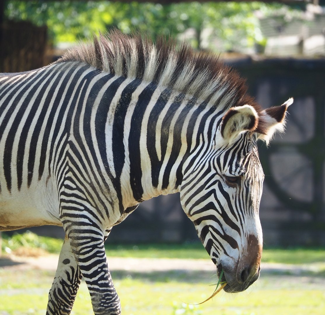 Grévy's zebra (Equus grevyi), 2023-05-13