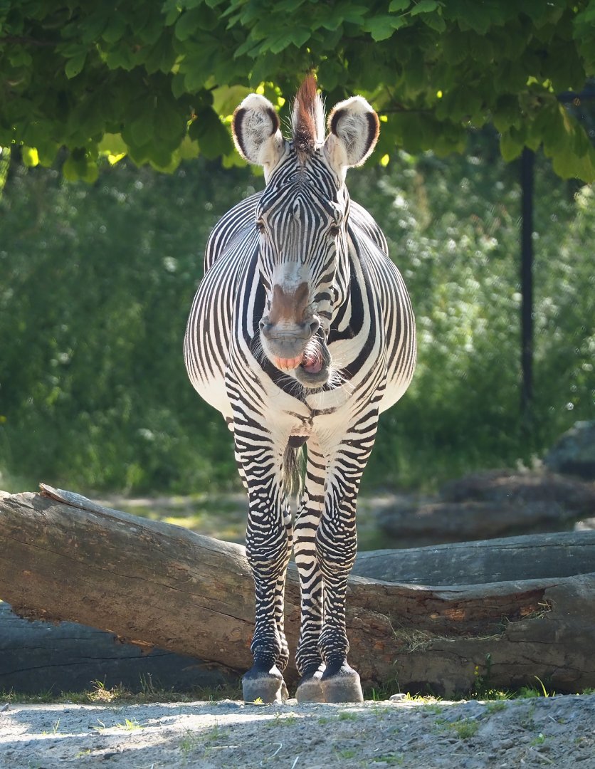 Grévy's zebra (Equus grevyi), 2023-06-04