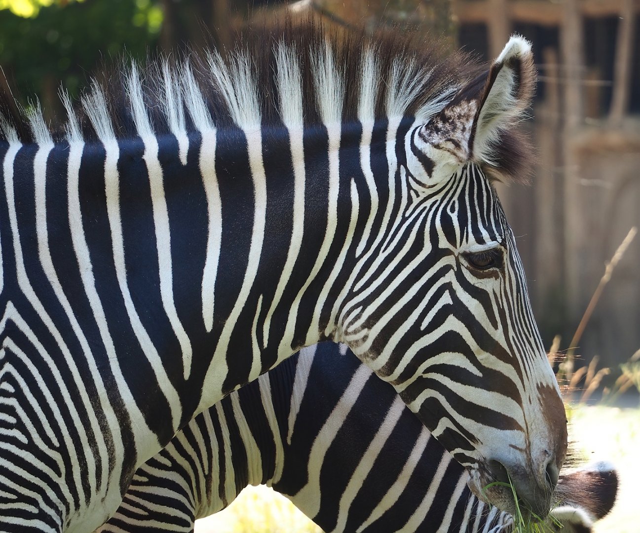 Grévy's zebra (Equus grevyi), 2023-07-08