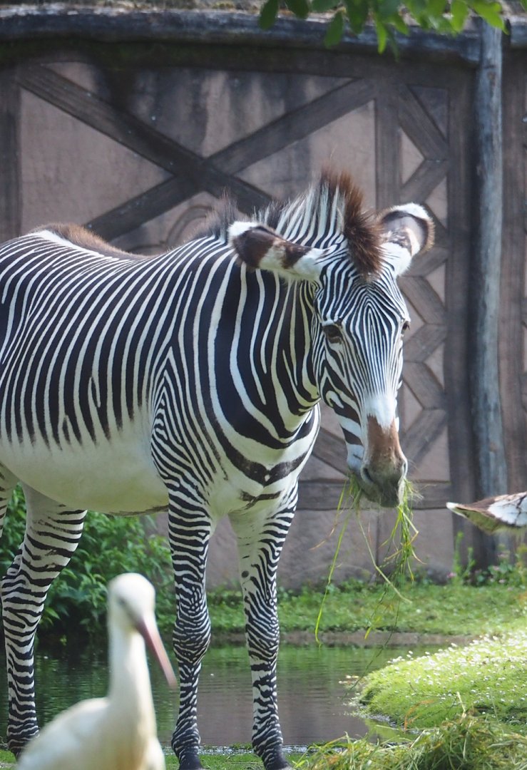 Grévy's zebra (Equus grevyi), 2023-07-26