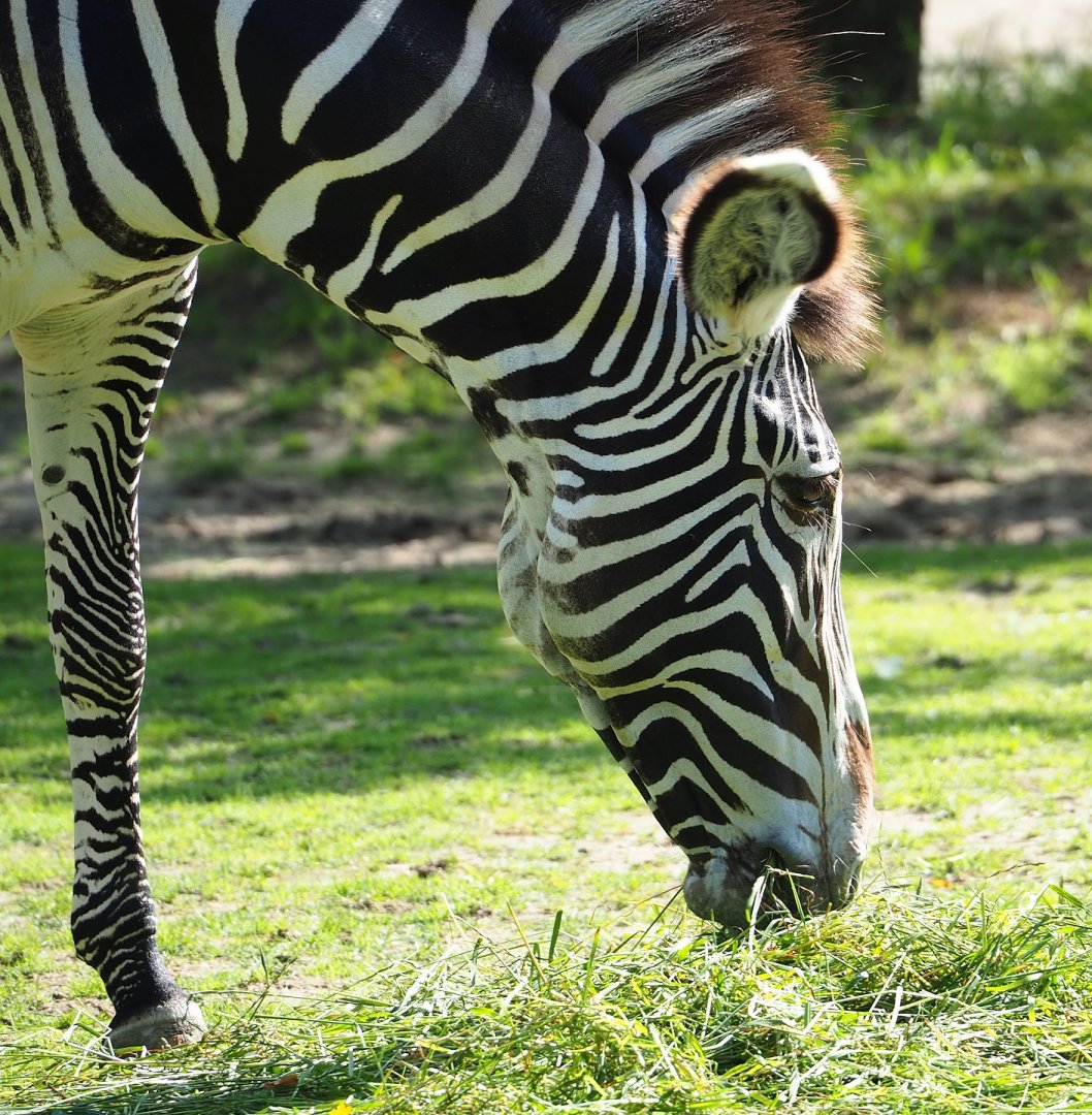 Grévy's zebra (Equus grevyi), 2023-07-26
