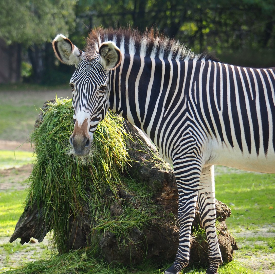 Grévy's zebra (Equus grevyi), 2023-09-19