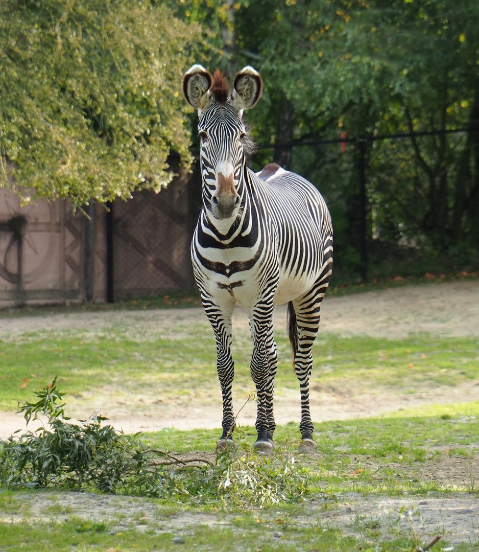 Grévy's zebra (Equus grevyi), 2023-10-04