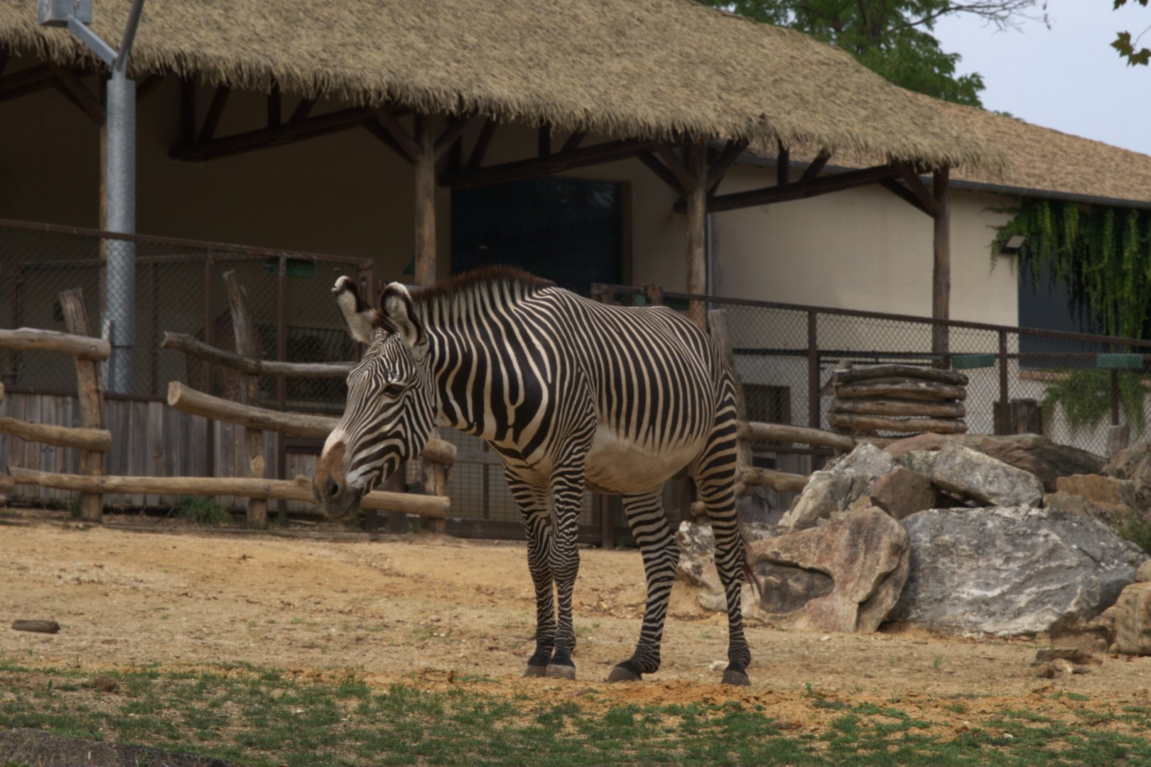Grevy's Zebra (Equus grevyi), 26-08-25