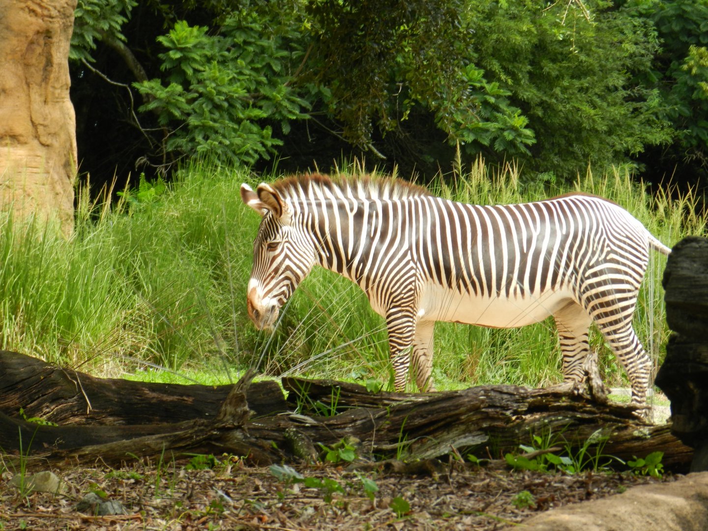Grevy's Zebra (Equus grevyi) at Disney's Animal Kingdom Park