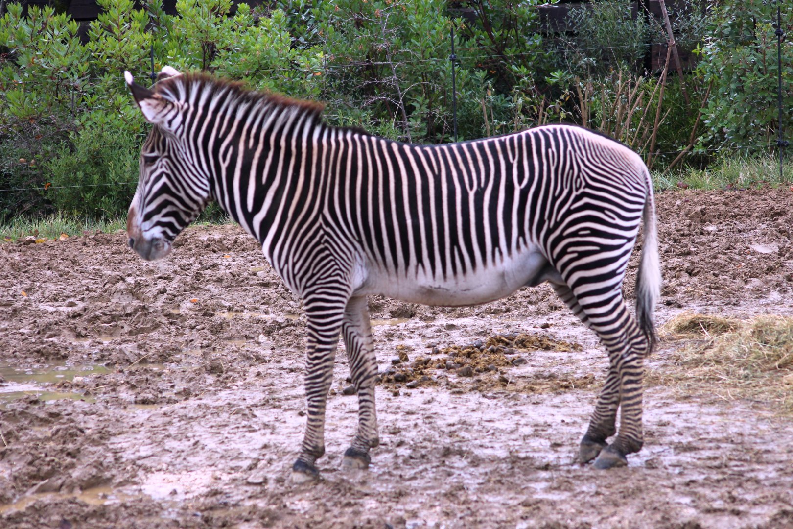 Grevy's zebra (Equus grevyi) at Paris zoological park 25th November 2018