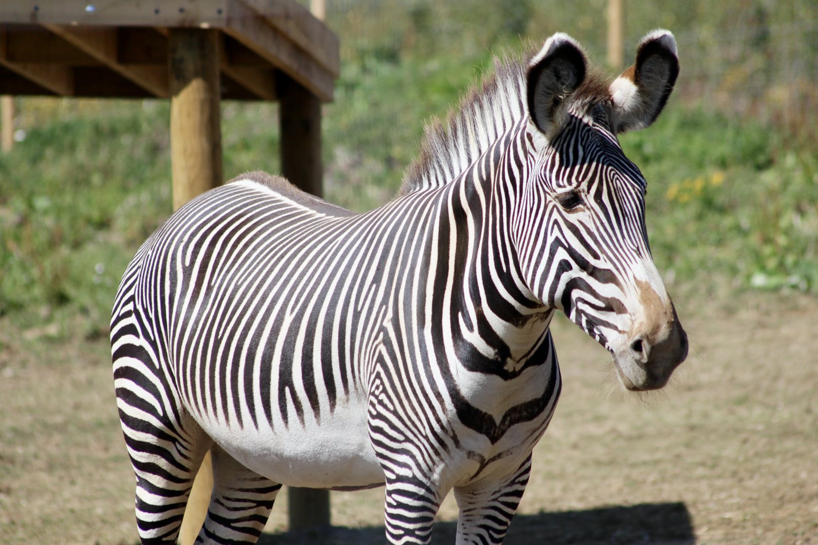Grevy's zebra (Equus grevyi) - August 2025