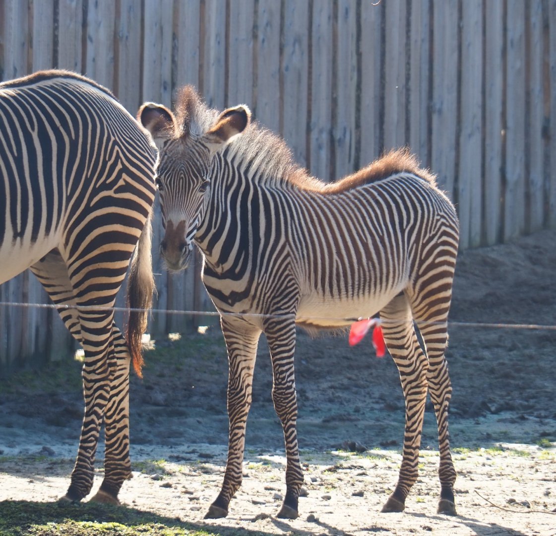 Grévy's zebra (Equus grevyi) colt Tamu, born November 17th, 2018 (Feb 16th, 2019)