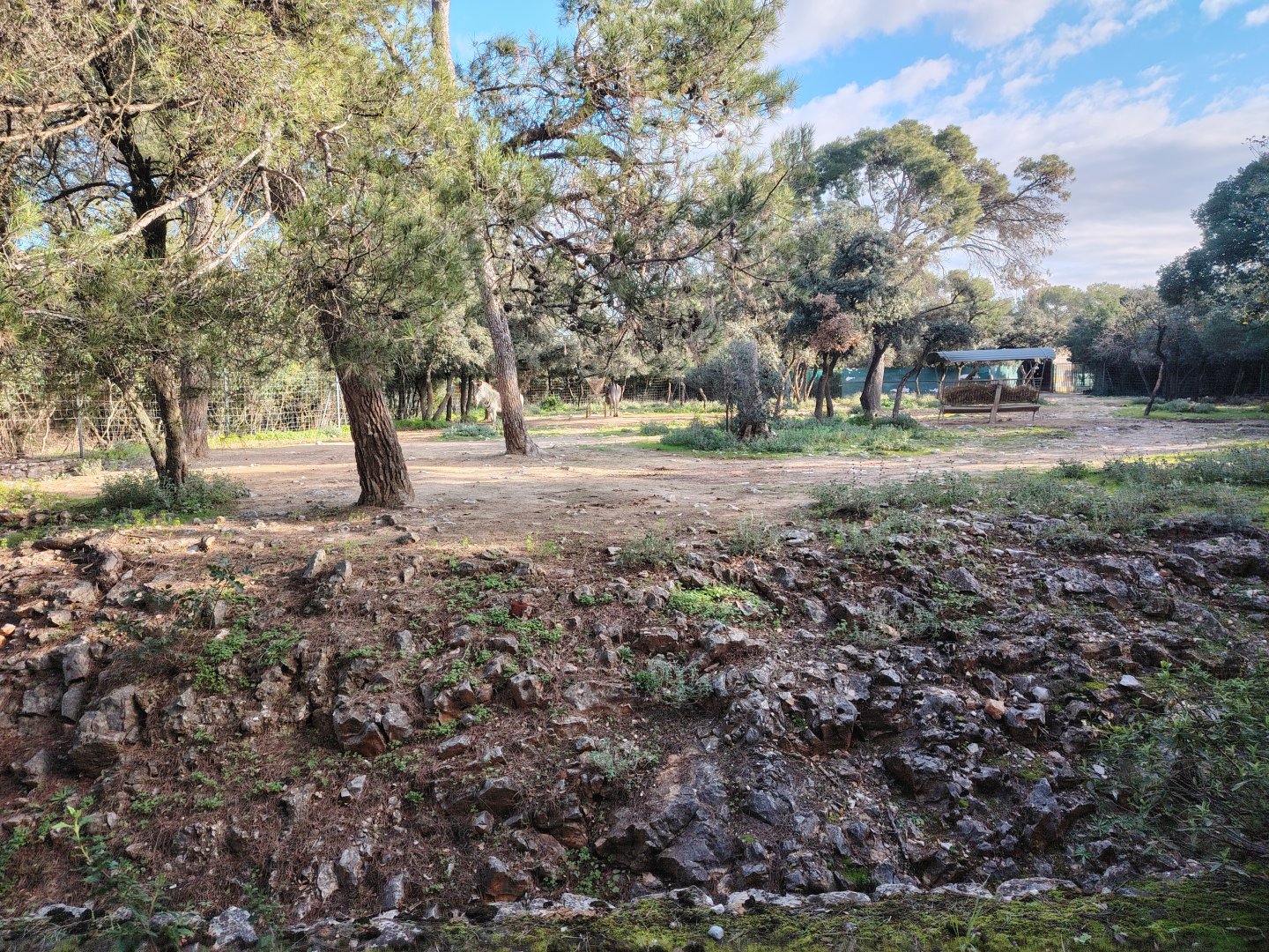 Grévy's zebra (Equus grevyi) Exhibit