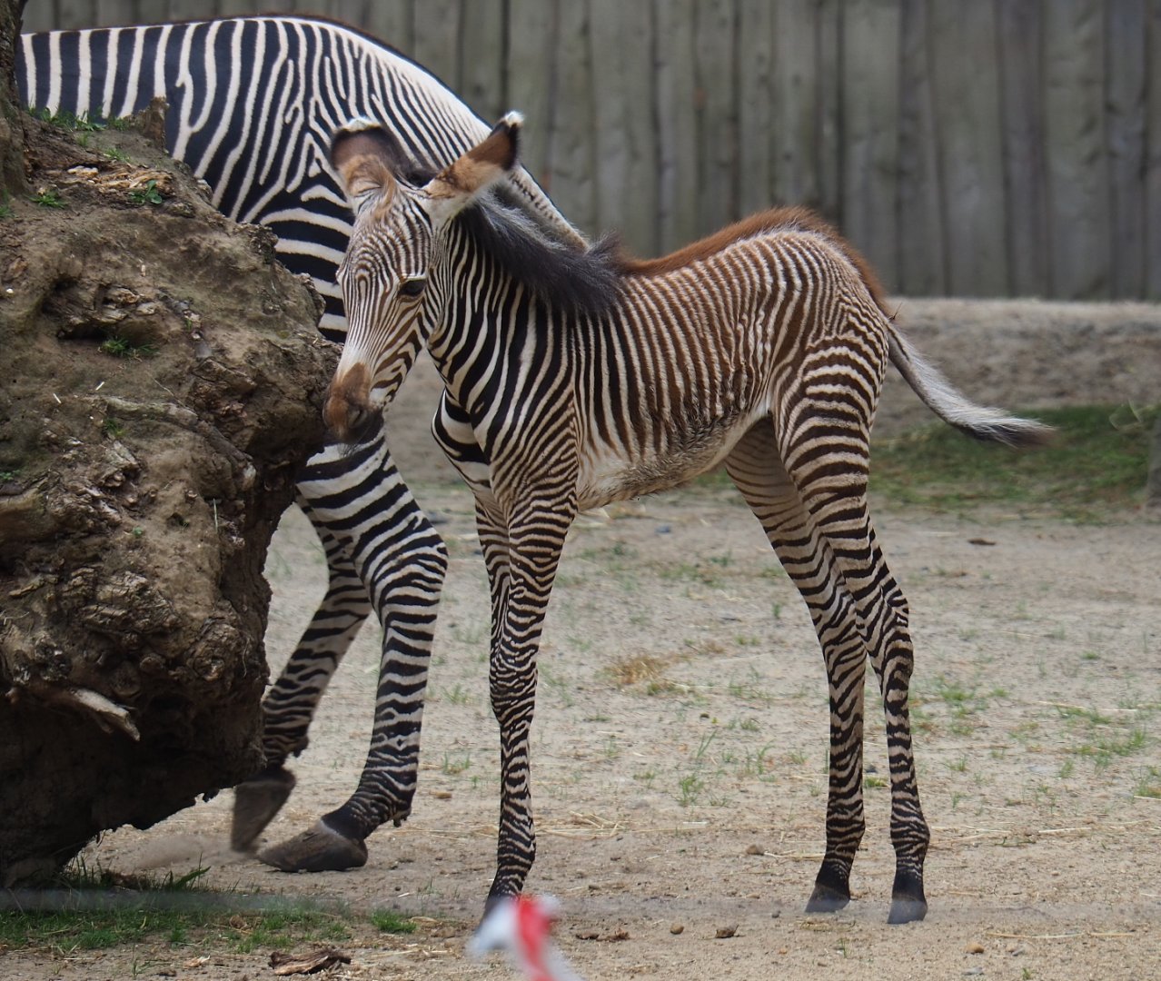Grévy's zebra (Equus grevyi) foal Uzuri, 2019-06-26
