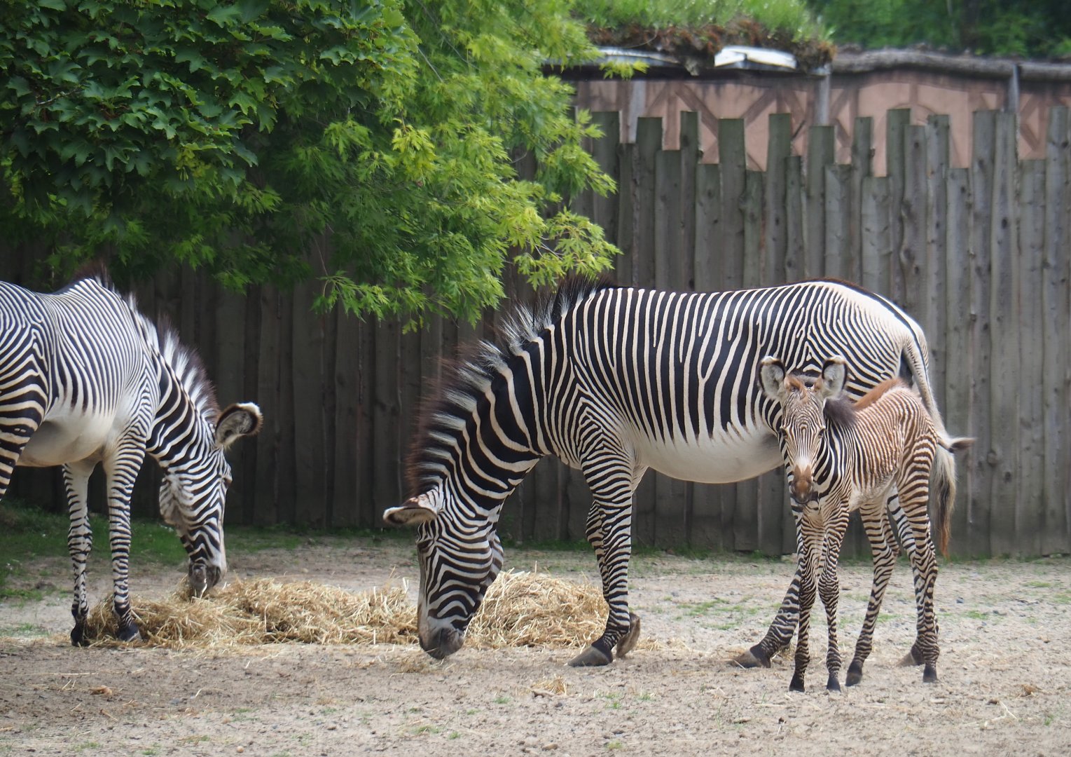 Grévy's zebra (Equus grevyi) with foal, 2019-06-26