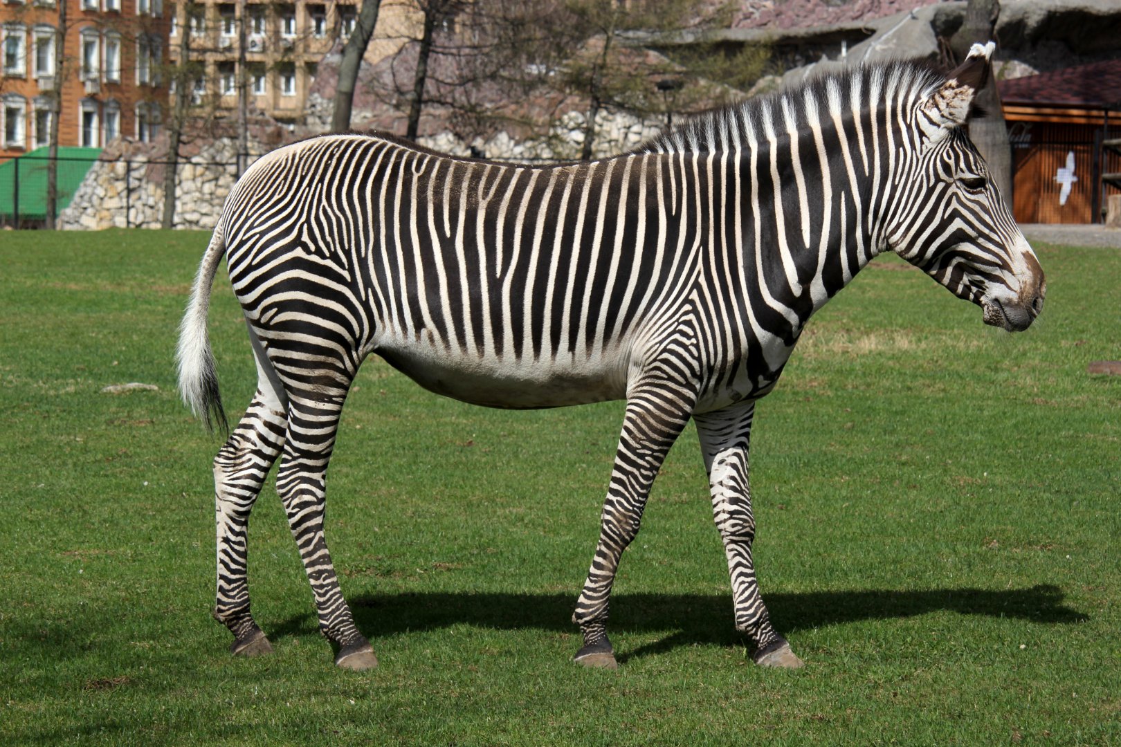 Grevy's zebra (Equus grevyi)