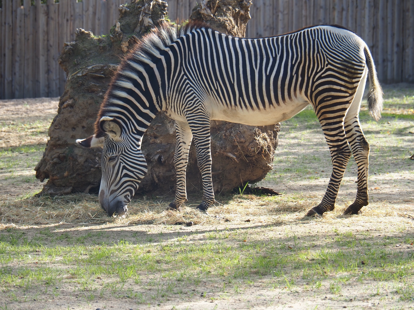 Grévy's zebra (Equus grevyi)