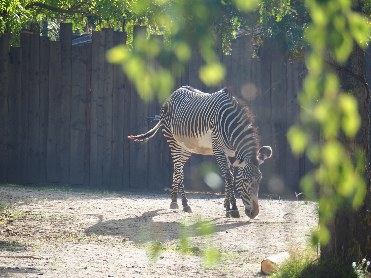 Grévy's zebra (Equus grevyi)