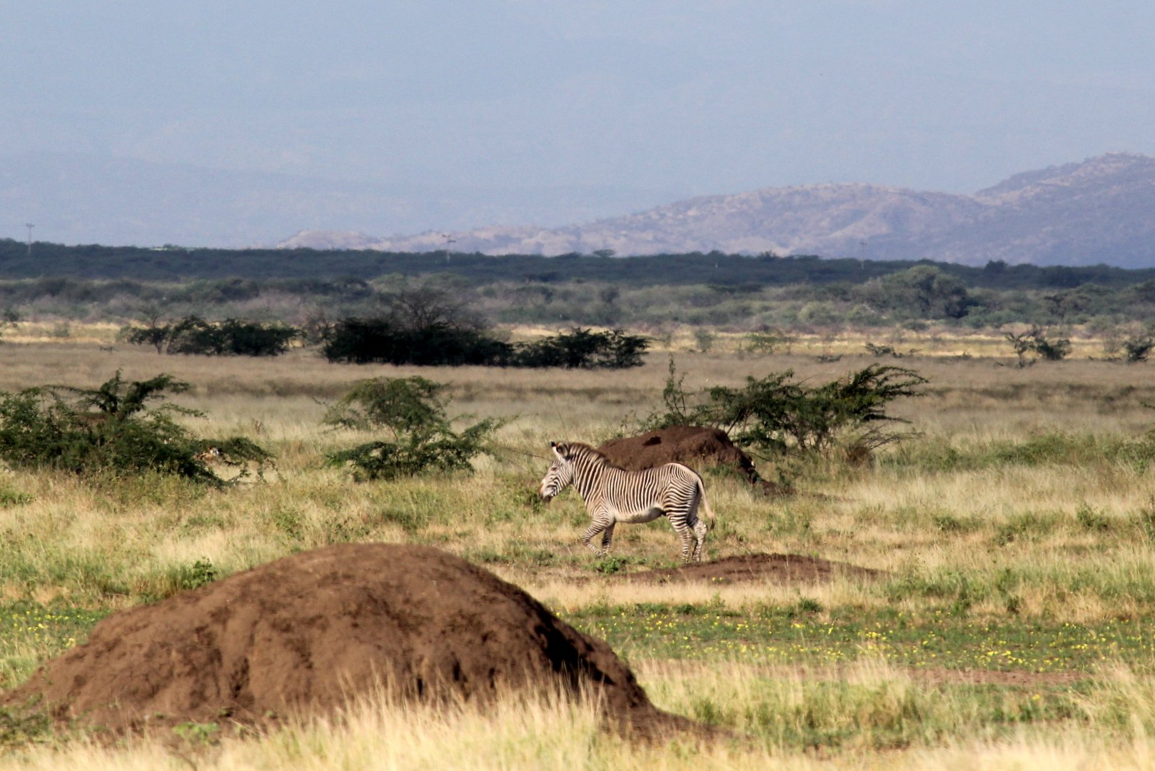 Grevy's zebra (Equus grevyi)