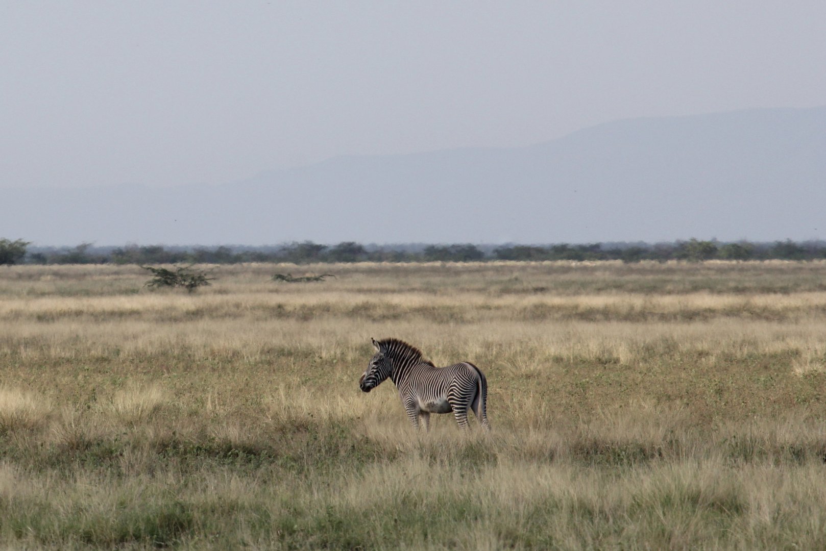 Grevy's zebra (Equus grevyi)