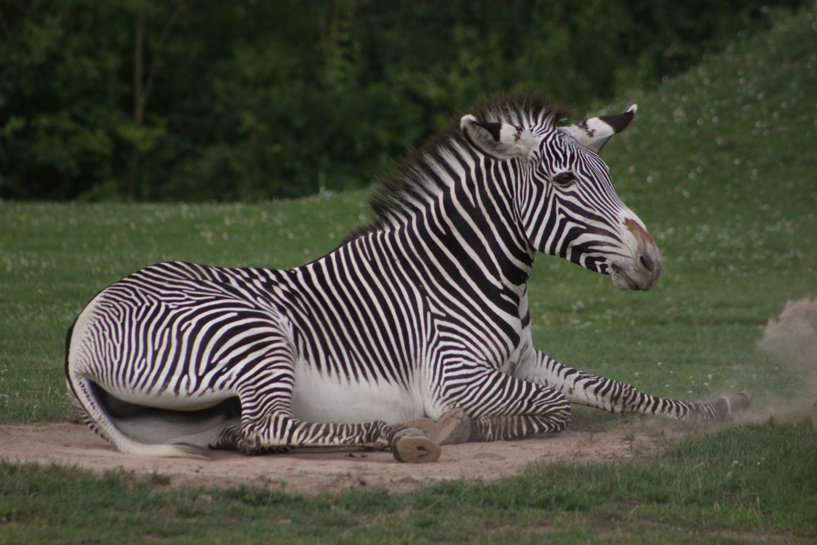 Grévy's zebra (Equus grevyi)