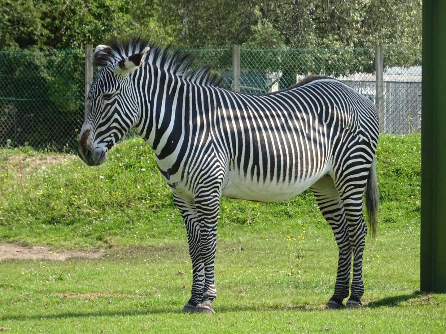 Grevy's Zebra (Equus Grevyi)