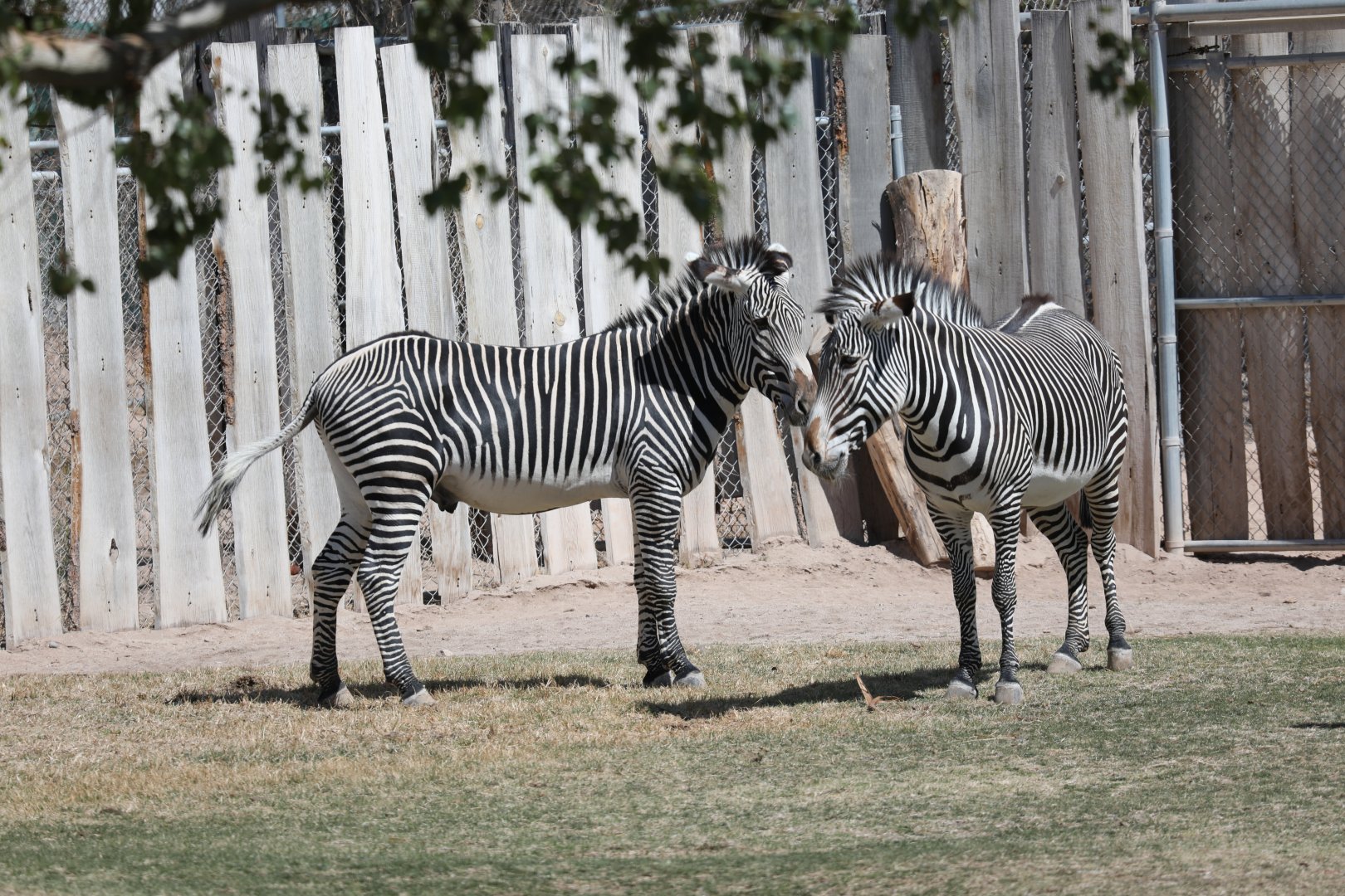 Grévy's zebra (Equus grevyi)