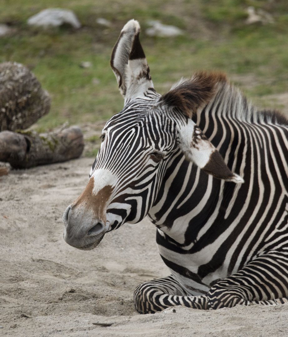 Grevy's zebra (Equus grevyi)