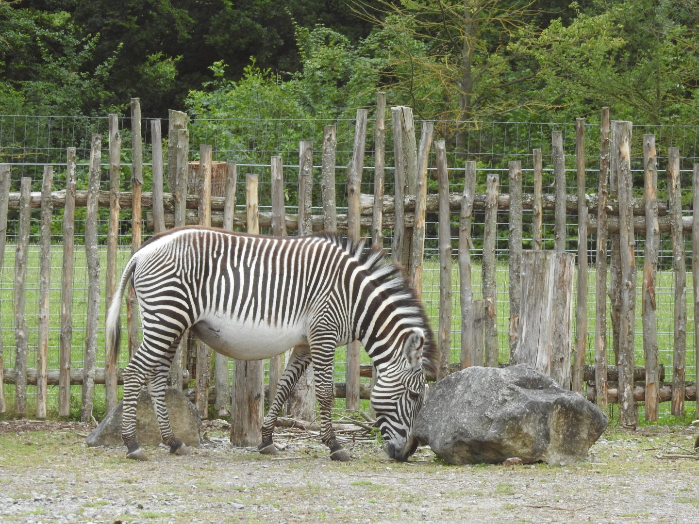Grevy’s Zebra (Equus grevyi)