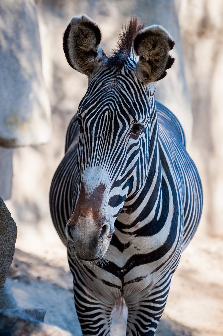 Grevy's zebra (Equus grevyi)
