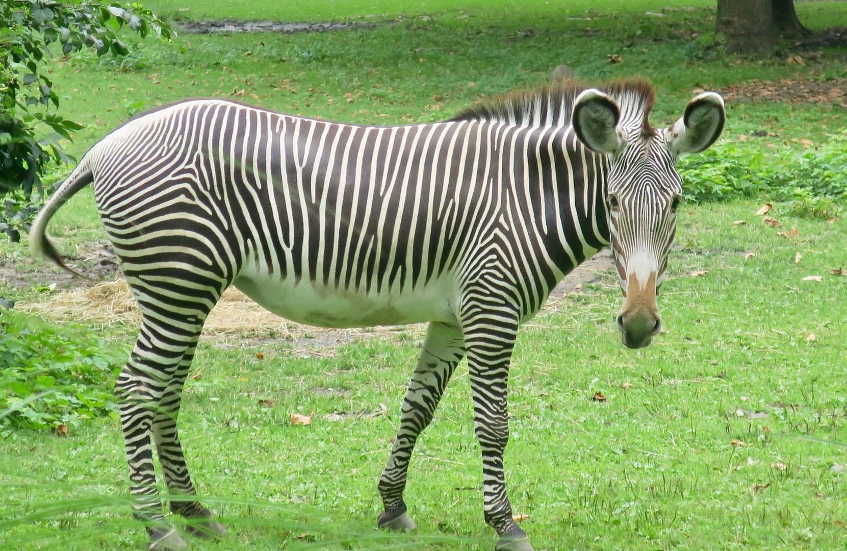 Grevy's Zebra (Equus grevyi)