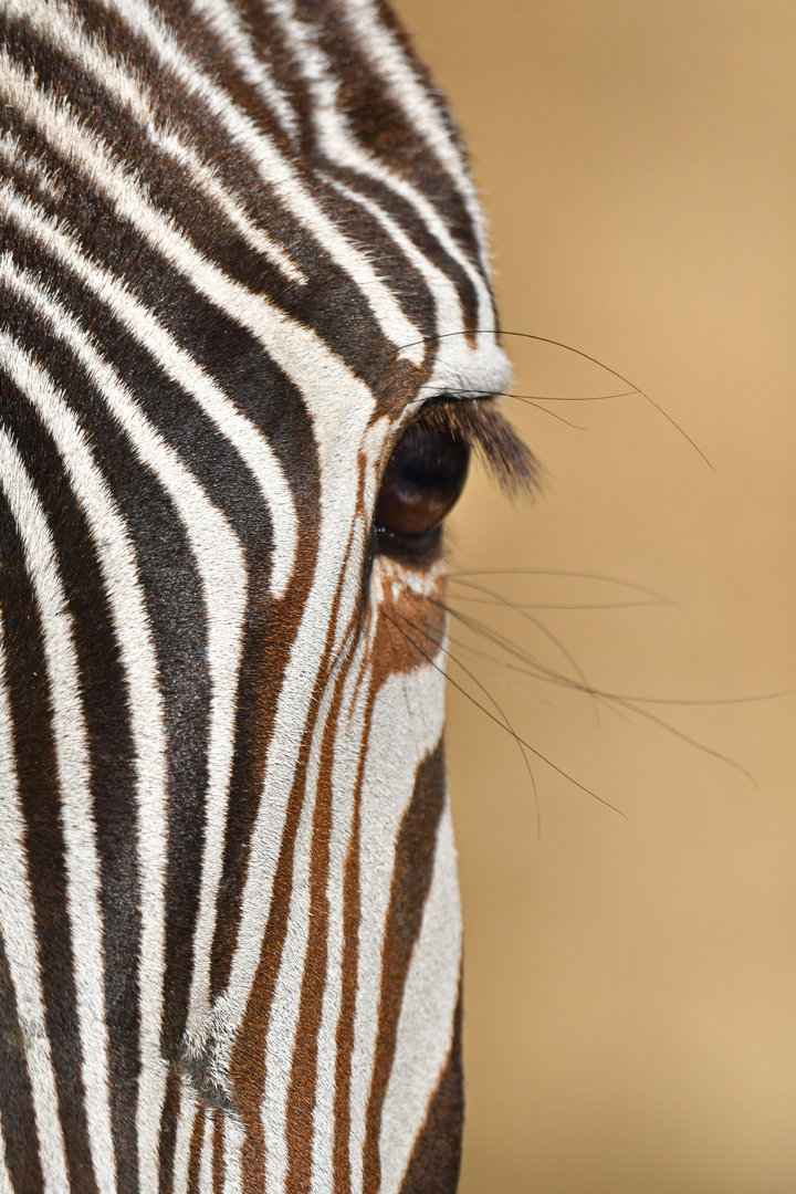 Grévy's zebra (Equus grevyi)