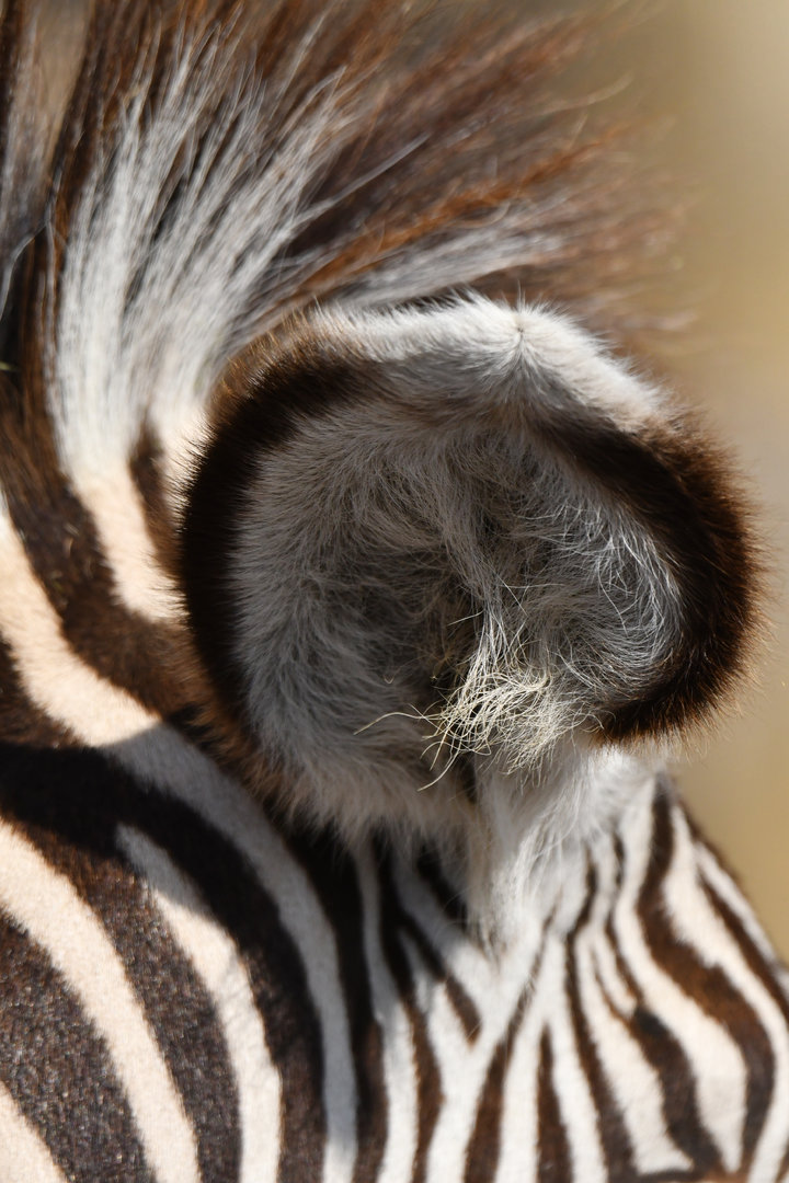 Grévy's zebra (Equus grevyi)