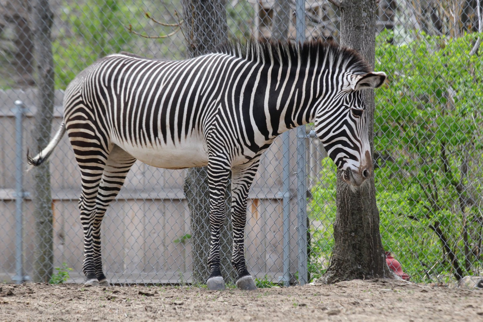 Grevy's Zebra (Equus grevyi)